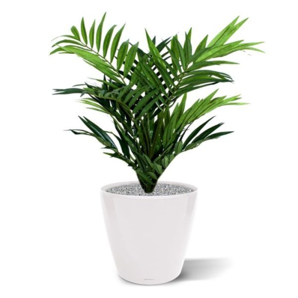 Deze Parlour kunstpalm is een echte tropische sfeermaker voor op de vensterbank! De vele fijne bladtakken en zijden blaadjes vormen een dichte structuur en geven elk interieur een warme aanblik. Deze kunstpalm wordt geleverd in een 12cm kweekpot