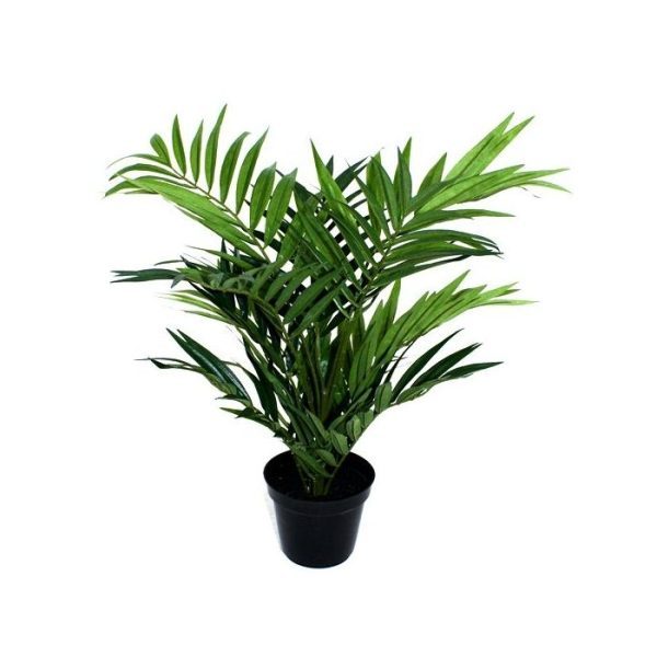 Parlour Palm 50cm in 12cm potje 7