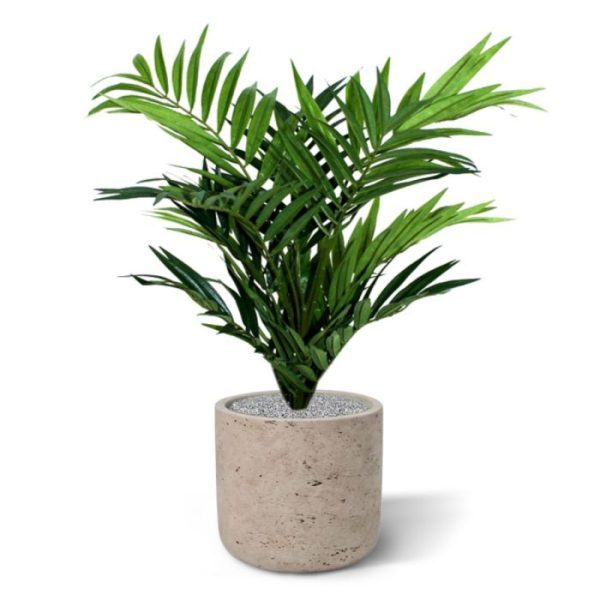 Parlour Palm 50cm in 12cm potje 8