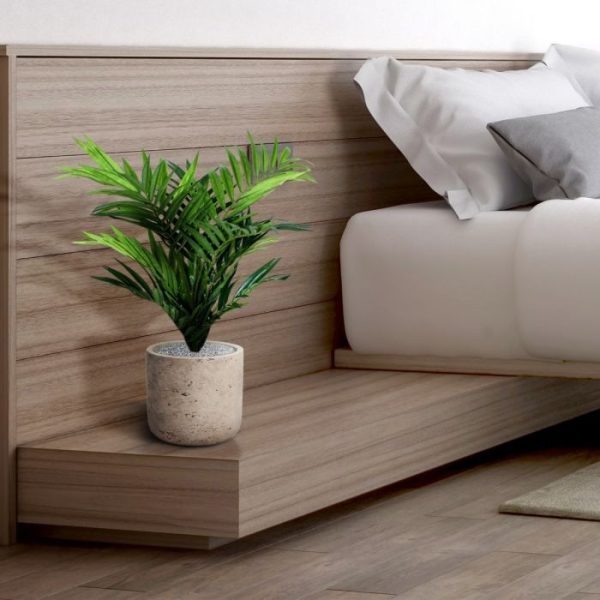 Parlour Palm 50cm in 12cm potje 9