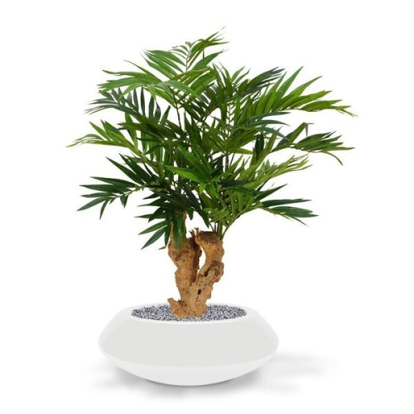 Groene kunstplanten de breedte ligt tussen de 50 en 70 cm. In lage potten is deze Parlour Palm een ware blikvanger!   Deze natuurgetrouwe Parlour Palm in exclusief verkrijgbaar bij Maxifleur Kunstplanten.   Vanaf 2 stuks geldt een speciale voordeel prijs. De afgebeelde sierpotten zijn tegen meerprijs direct mee te bestellen.