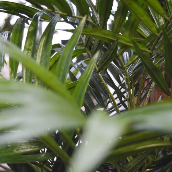 Parlour-kunstpalm-65-cm-op-voet-6 Parlour kunstpalm 65 cm op voet 6