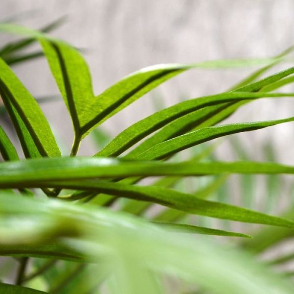 Parlour-kunstpalm-65-cm-op-voet-7 Parlour kunstpalm 65 cm op voet 7