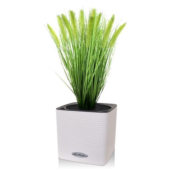 maar ook rechthoekige scheidingsbakken kunnen decoratief opgemaakt worden. In deze versie zijn 4 zijden grasboeketten gestoken in een plastic binnenpot met een diameter van 12cm om zo een mooi dicht en zeer sfeervol plantenarrangement te geven. Ideaal voor in de vensterbank! De totale hoogte van de kunst Pluimgrassen in pot is ongeveer 50cm en totaal heeft het grasarrangement 15 licht groene Pennisetum pluimen.