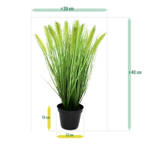 Pennisetum Pluimgras 50cm in pot 12cm 3