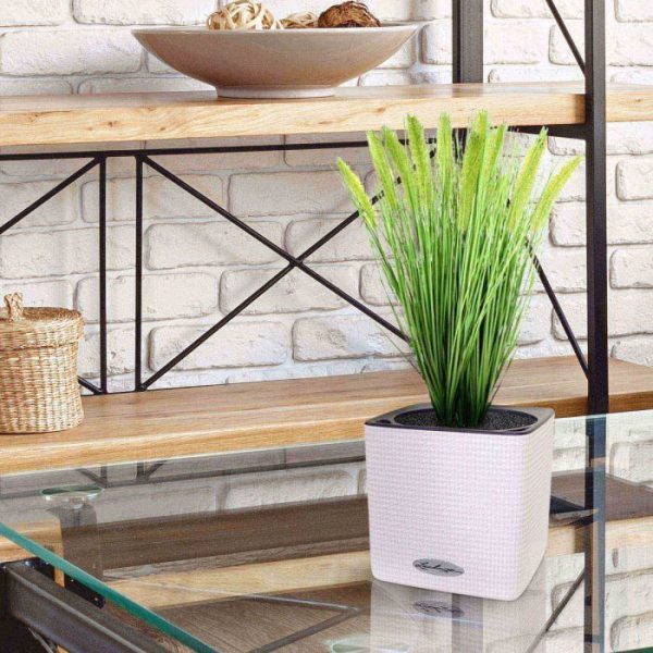 Pennisetum Pluimgras 50cm in pot 12cm 4