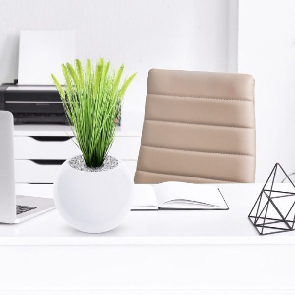 Pennisetum Pluimgras 50cm in pot 12cm 5