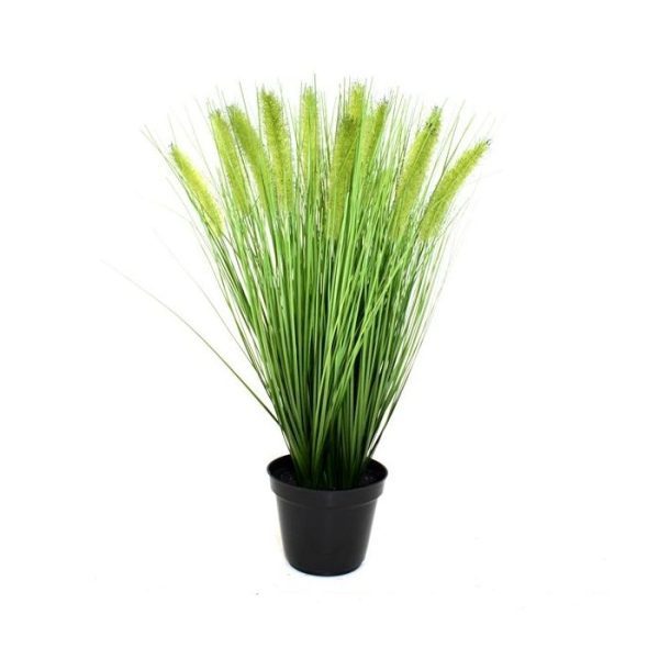 Pennisetum Pluimgras 50cm in pot 12cm 6