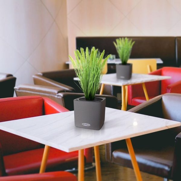 Pennisetum Pluimgras 50cm in pot 12cm 9