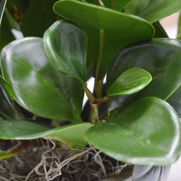 rechtopstaande stengels. Zo ook onze versie als kunstplant.   In deze bladtak uitvoering heeft de Peperomia 1 steel waaruit meerdere zijtakken ontstaan in groen en rood tinten. De kunstplant heeft stevige kunstzijden bladeren in verschillende grootes.   De lengte van deze bladtak is ongeveer 50 cm. De breedte is ongeveer 20 cm.   Per 2 staan ze prachtig in een potje en doen het goed als tafel decoratie.