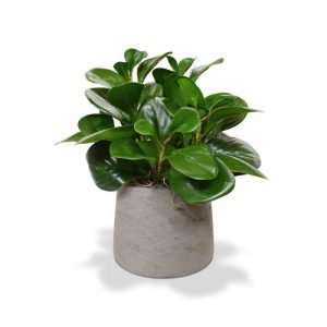 De Peperomia Obtusifolia