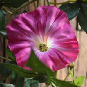 Deze prachtige roze Petunia kunst guirlande ziet er bijzonder natuurgetrouw uit en is van de hoogste kwaliteit kunstplanten. De roze bloemetjes zijn een lust voor het oog. De frisse kleuren van deze kunstzijden Petunia guirlande