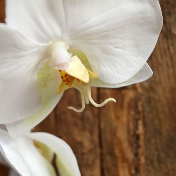 Kunstbloemen maar ook perfect geschikt op tafels en in de horeca. De natuurgetrouwe kunst Phalaenopsis Orchidee heeft 6 uitbundige bloemen van ongeveer 8x6 cm met een delicaat geel hartje en een lichtgroene vleug op de onderste bladeren. De totale steel is ongeveer 55 cm lang en ook leverbaar als roze variant. Vanaf 12 stuks geldt een speciale korting!