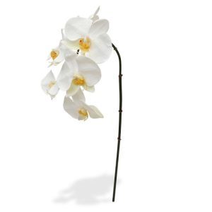 Deze mooi nagemaakte Phalaenopsis Orchidee Tak 55 cm creme is een kopie van de best verkochte Orchidee van Nederland! Deze kunstzijden Phalaenopsis 55 cm creme wordt als losse steel geleverd en kan enkel of met meerdere in veel verschillende sierpotten en vazen gestoken worden tot de kleurrijkste arrangementen. Hierdoor is de kunst Orchidee niet alleen ter decoratie voor in huis