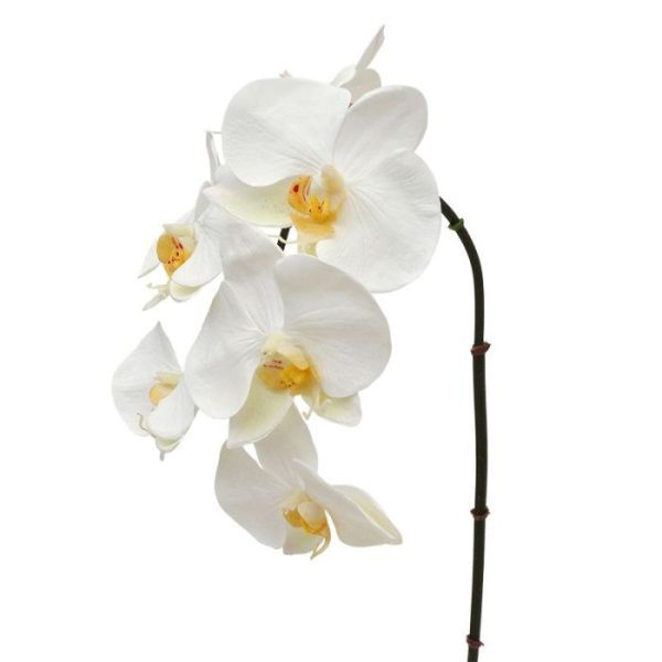 Phalaenopsis-kunsttak-55-cm-creme-5 Phalaenopsis kunsttak 55 cm creme 5