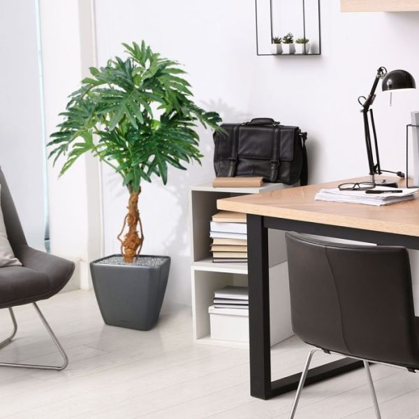 Philo-Selloum-130cm-6 Philo Selloum 130cm 6