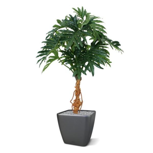 Philo Selloum 130cm Deze reusachtige Philo