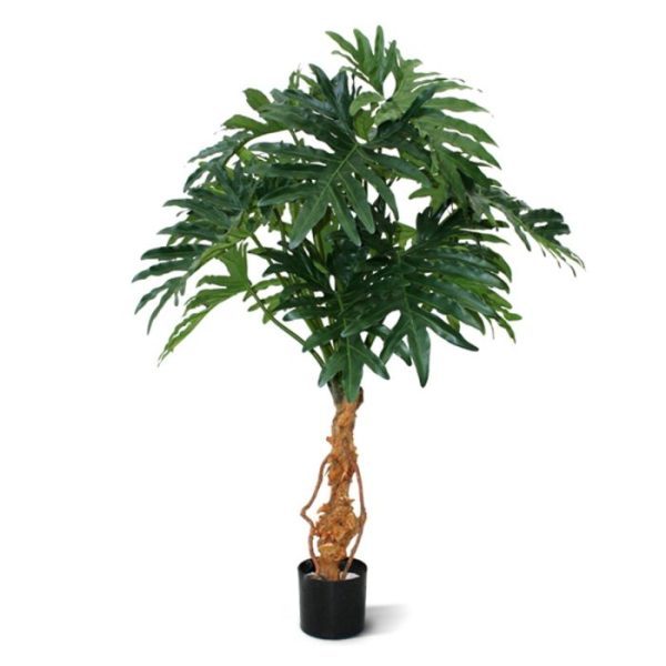 Philo-Selloum-130cm-9 Philo Selloum 130cm 9