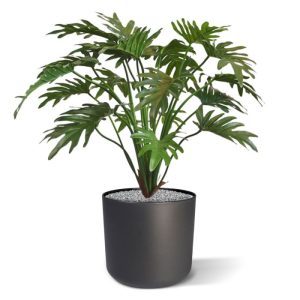 Ook zo dol op de kunstplant Philodendron Xanadu? Met zijn intens donkergroene blad en ingesneden bladstructuur is dit een regelrecht groenblijvertje. Perfect om te presenteren in een hoge sierpot naast uw balie op kantoor