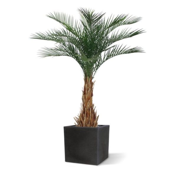 Kunstpalmen zodat de totale hoogte nog fors vergroot wordt! Al met al een schitterend nagemaakte kunstpalm van natuurgetrouwe kwaliteit!