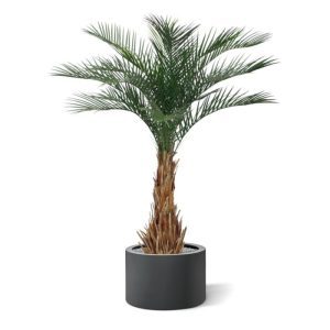 Deze schitterende kunst Phoenix Palm Deluxe 180 cm is een perfect tropische sfeermaker voor uw interieur! De Phoenix kunstpalm is opgebouwd op een robuuste houten stam