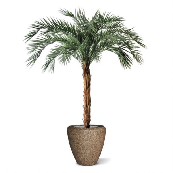 is opgebouwd op een echte houten stam