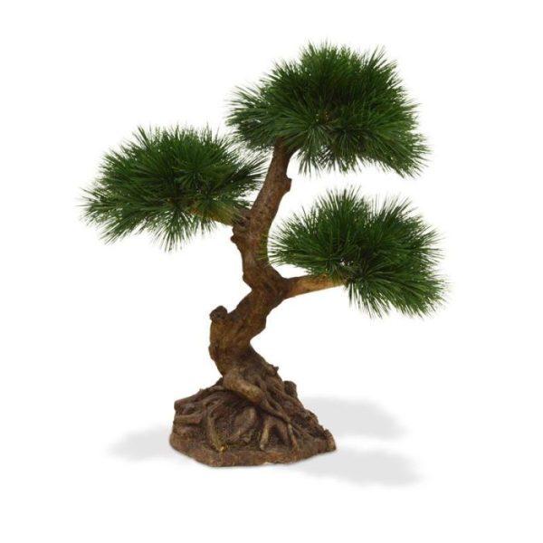 Pinus-Bonsai-x3-60-cm-10 Pinus Bonsai x3 60 cm 10