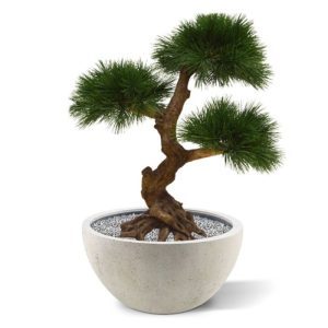 Deze exclusieve Pinus Bonsai kunstboom verdient in elk interieur een bijzondere plek! De Pinusbonsai