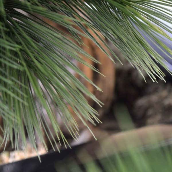Pinus-Bonsai-x3-60-cm-4 waardoor deze makkelijk in een sierbak te plaatsen is. De totale hoogte is ongeveer 60 cm en de doorsnede van ongeveer 55 cm. De onderzijde van de boomstronk is 25 cm.