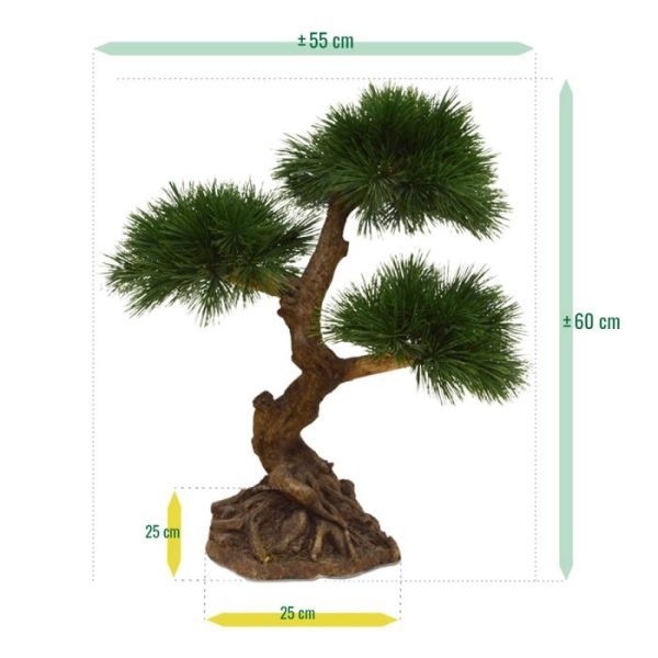 Pinus-Bonsai-x3-60-cm-6 Pinus Bonsai x3 60 cm 6