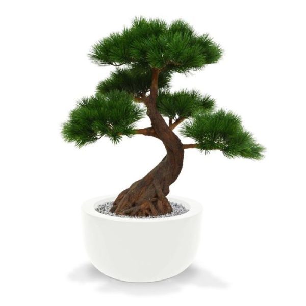 Deze exclusieve Pinus Bonsai x5 Deluxe 80 cm op voet verdient in elk interieur een bijzondere plek! De Pinusbonsai ziet er niet alleen heel echt uit