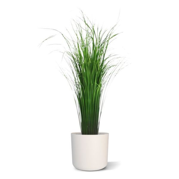 Pluimgras 50cm op voet 1