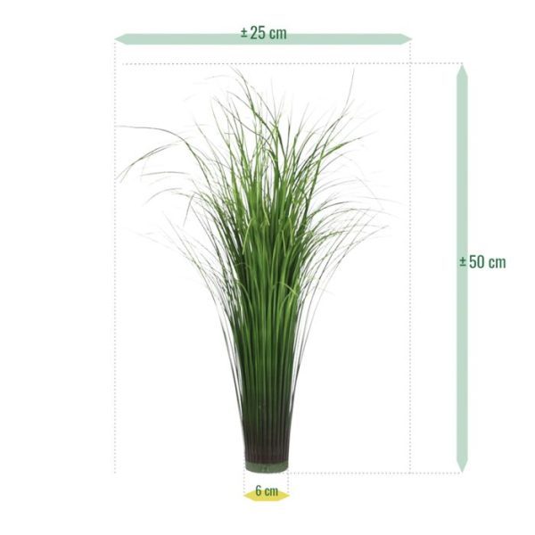 Pluimgras 50cm op voet 5