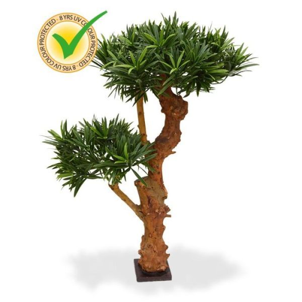 Podocarpus Bonsai Deluxe 65 cm UV 10