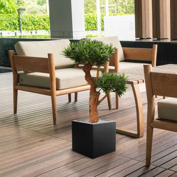 Podocarpus Bonsai Deluxe 65 cm UV 8