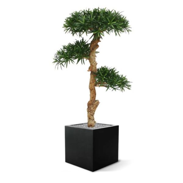 met een bijzondere en robuuste uitstraling. De Podocarpus is ongeveer 120 cm hoog en wordt standaard in een plastic pot geleverd. Tevens leverbaar in 150 cm. Absoluut een aanrader als u voor echte kwaliteit gaat!