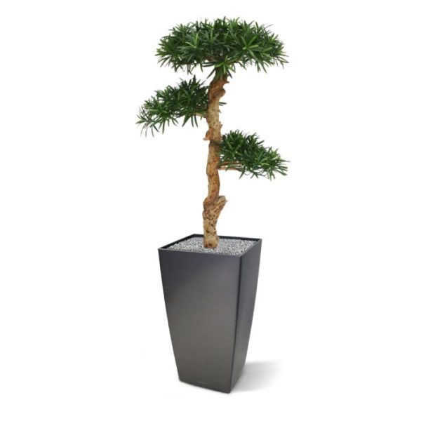 Met deze schitterende kopie van een Podocarpus bonsaiboom haalt u de Oosterse sferen in huis! De Podocarpus ziet er zo verbluffend echt uit