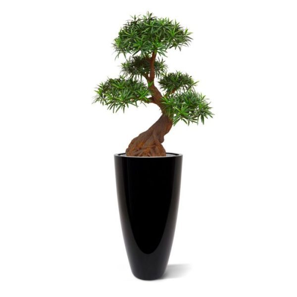 Werkelijk uniek is deze UV bestendige Podocarpus Bonsai. Deze kunststof Podocarpus Bonsai x5 90 cm UV is een geweldige decoratie voor buiten op een mooi terras. Vooral als u een Oosterse sfeer wilt creëren! De kunst Bonsai is opgebouwd uit wel 5 verschillende bladkronen van hoogwaardige kunststof Podocarpus blaadjes. De robuuste Polystone stronk maakt deze Podocarpus extra bijzonder. Een must have voor de echte Bonsai liefhebber! De totale hoogte van de Podocarpus x5 is ongeveer 86 cm en de diameter is zo'n 70 cm op het breedste punt. Deze kunstbonsai wordt geleverd zonder pot