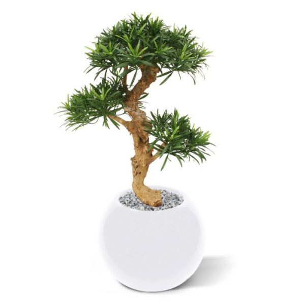 een must have voor de echte Bonsai liefhebber! De totale hoogte van de Podocarpus x3 is ±65 cm en de diameter van de bovenste kroon is zo'n 45 cm op het breedste punt. De Bonsai wordt geleverd op een houten voetje