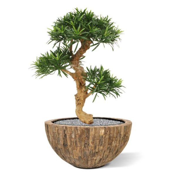 zodat deze eenvoudig in uw gewenste plantenbak of schaal gezet kan worden.