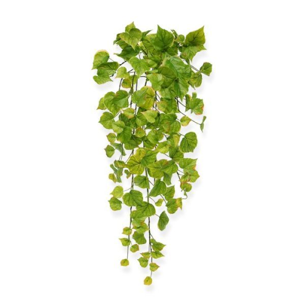 waardoor de bladeren stevig vast blijven zitten. De bladeren hebben een frisgroene kleur met hier en daar subtiele rood- en bruintinten aan de buitenkant. Dankzij de diversiteit aan kleur en de mooie