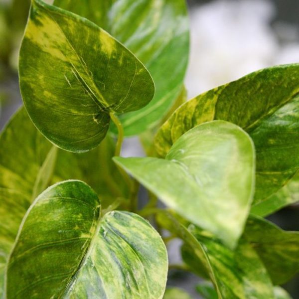 Kunst bladtakken Pothos kunstbladtak deluxe 50 cm 2