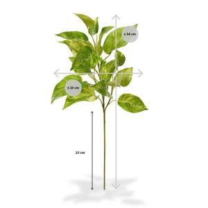 Deze Pothos bladtak deluxe 50 cm kunt u gebruiken in kunstboeketten. Door de authentieke kleur en de perfect nagemaakte bladstructuur is deze kunsttak een verrijking voor elk boeket.   De kunsttak is zeer goed nagemaakt met meerdere zijtakken waaruit de 19 bladeren voortkomen. De totale lengte van de kunsttak is ongeveer 54 cm. De breedte is ongeveer 20 cm.   Vanaf 6 stuks geldt een voordeel prijs.