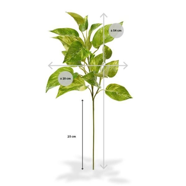 Pothos kunstbladtak deluxe 50 cm Deze Pothos bladtak deluxe 50 cm kunt u gebruiken in kunstboeketten. Door de authentieke kleur en de perfect nagemaakte bladstructuur is deze kunsttak een verrijking voor elk boeket.   De kunsttak is zeer goed nagemaakt met meerdere zijtakken waaruit de 19 bladeren voortkomen. De totale lengte van de kunsttak is ongeveer 54 cm. De breedte is ongeveer 20 cm.   Vanaf 6 stuks geldt een voordeel prijs.
