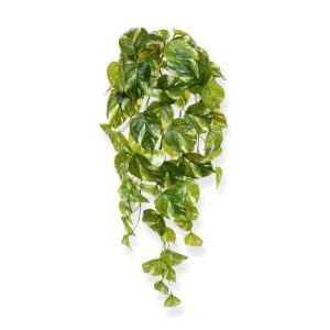 maar voelt ook zo dankzij de real touch behandeling. Deze kunstpothos in hangvorm heeft acht stengels van waaruit de nodige vertakkingen ontspringen. De bijna 80 blaadjes variëren onregelmatig in grootte voor het meest natuurgetrouwe effect. De lengte van de kunsthanger Pothos is circa 60 cm lang. De breedte bedraagt ongeveer 28 cm. Deze hangpothos leent zich uitstekend als decoratie tegen een muur of balustrade of met meerderen in een luxe