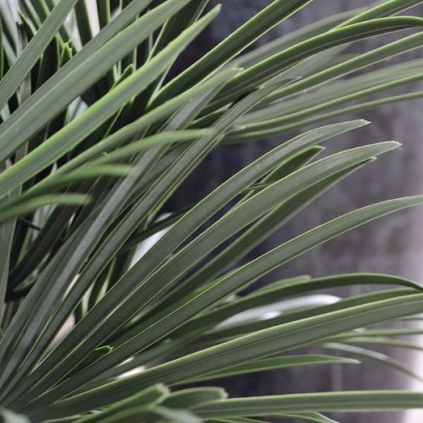 de breedte is ongeveer 50 cm. Het natuurgetrouwe Raphis boeket wordt geleverd als losse steker zodat deze makkelijk te verwerken is. Vanaf 6 stuk profiteert u al van een voordeel korting. De afgebeelde plantenbakken kunnen tegen meerprijs mee besteld worden.