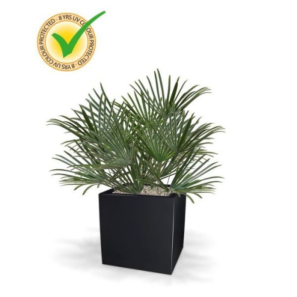 Dit Raphis Kunstboeket laat zich bij uitstek goed verwerken als arrangement in lage smalle bakken. Zo kunt u op een heel slimme wijze natuurlijke scheidingen aanbrengen met een tropische look. Omdat de UV-protector in de grondstof van de kunststof is verwerkt kunnen wij de garantie geven dat dit kunstboeket gedurende 8 jaar lang niet verkleurt! De 7 kunststof takken dragen elke grote Raphis bladeren wat deze steker een volle blik geeft. De totale hoogte van deze Raphis steker is totaal ongeveer 60 cm