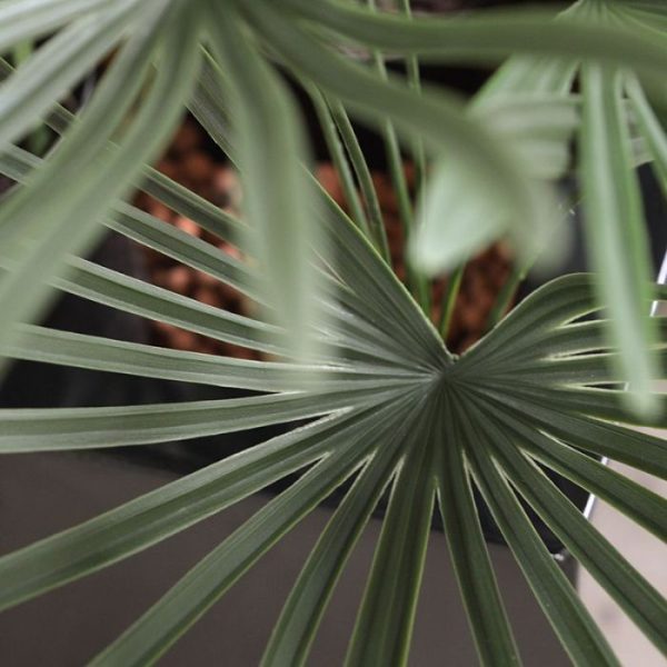 Raphis Kunstboeket 60 cm UV 7