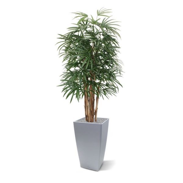 ook wel bekend als 'The Lady Palm'