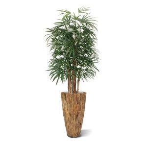 De Raphis Palm